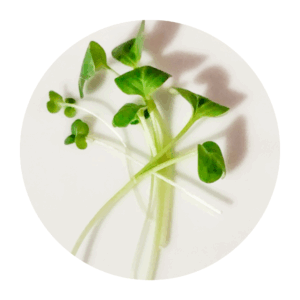 Broccoli Brassica Blend