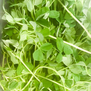 Pea Shoots