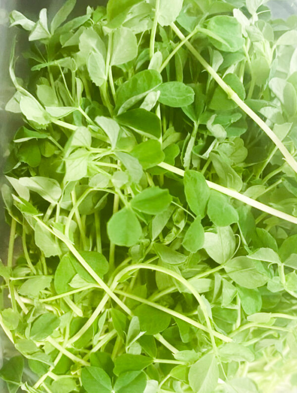 Pea Shoots