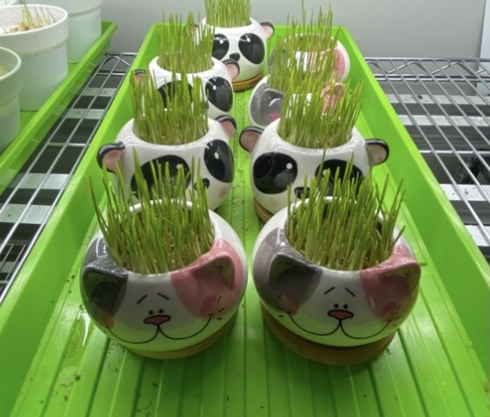 Wheatgrass Planter